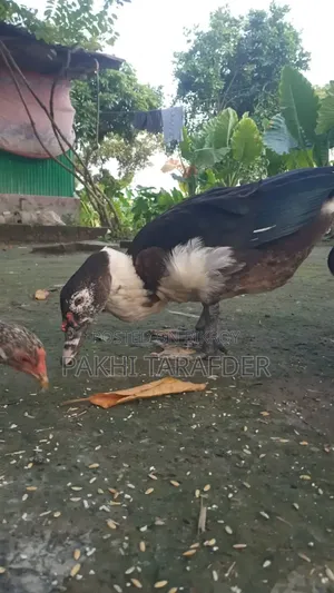 Has Murgi Bikkri