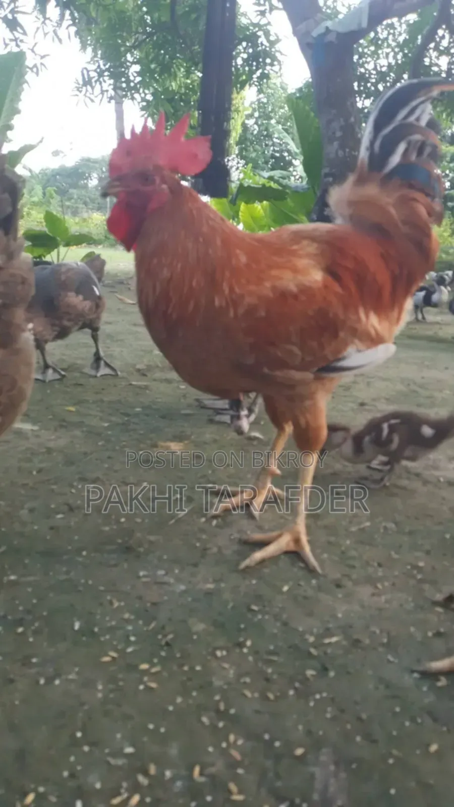 Has Murgi Bikkri