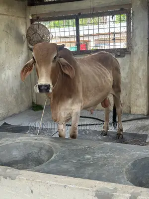 শাহিওয়াল ষাঁড় ২ দাঁত বয়স