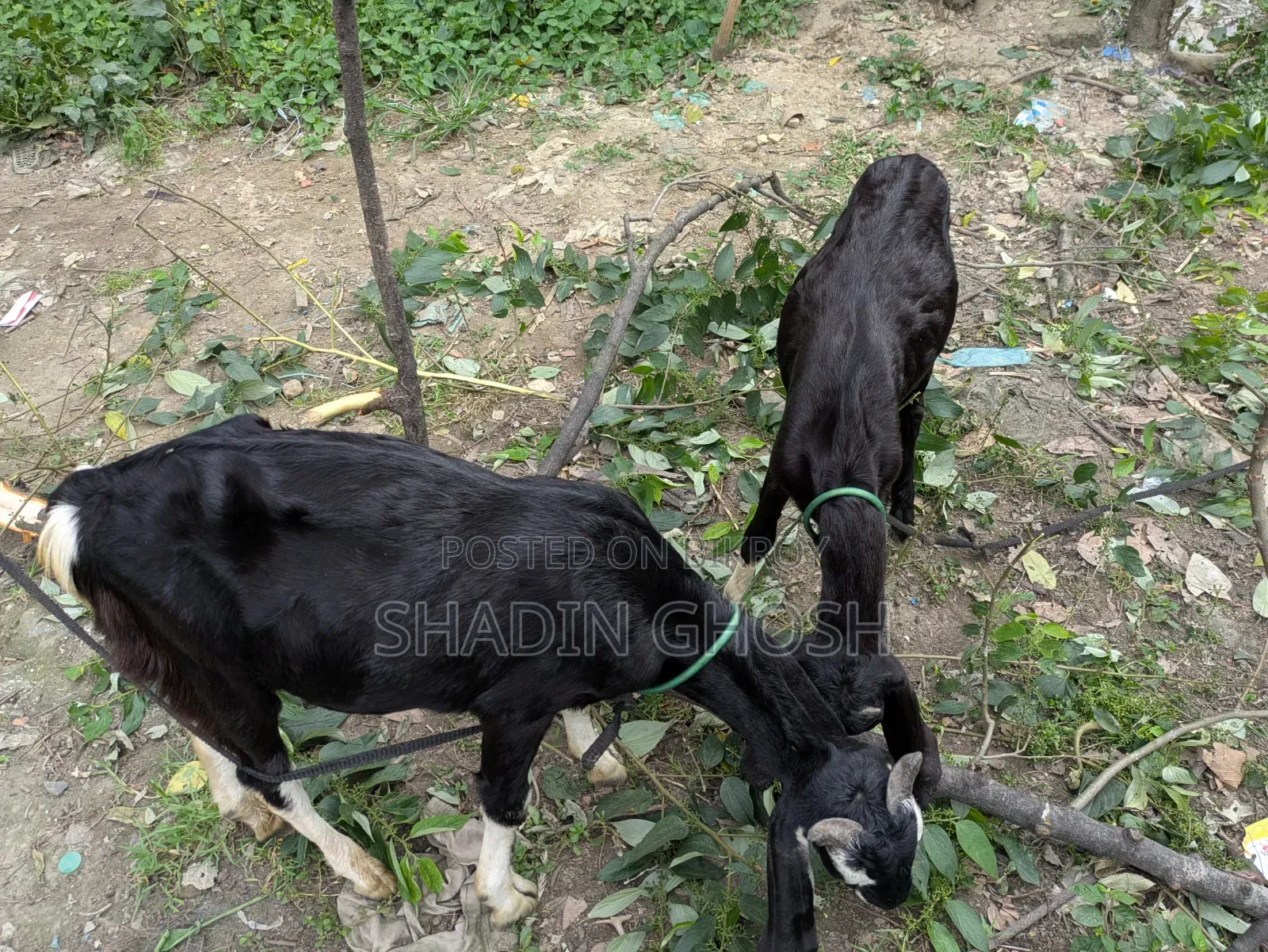 2 Goats for Sale