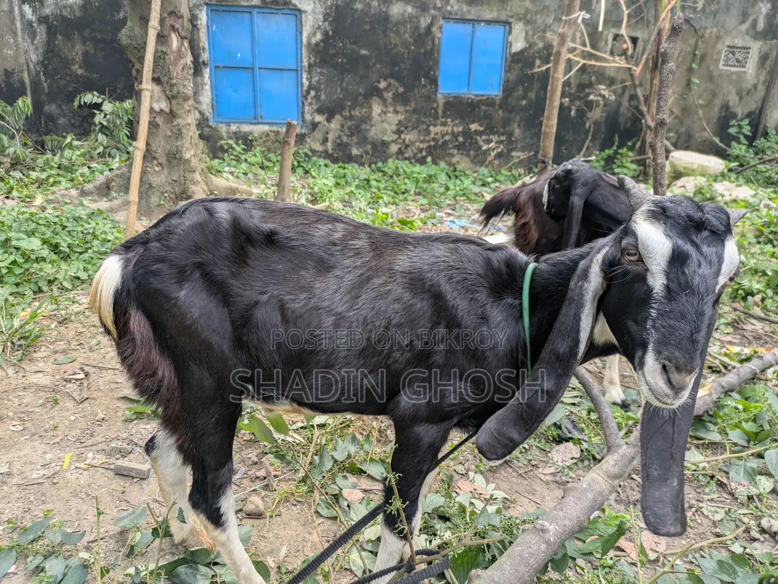 2 Goats for Sale