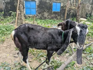 2 Goats for Sale