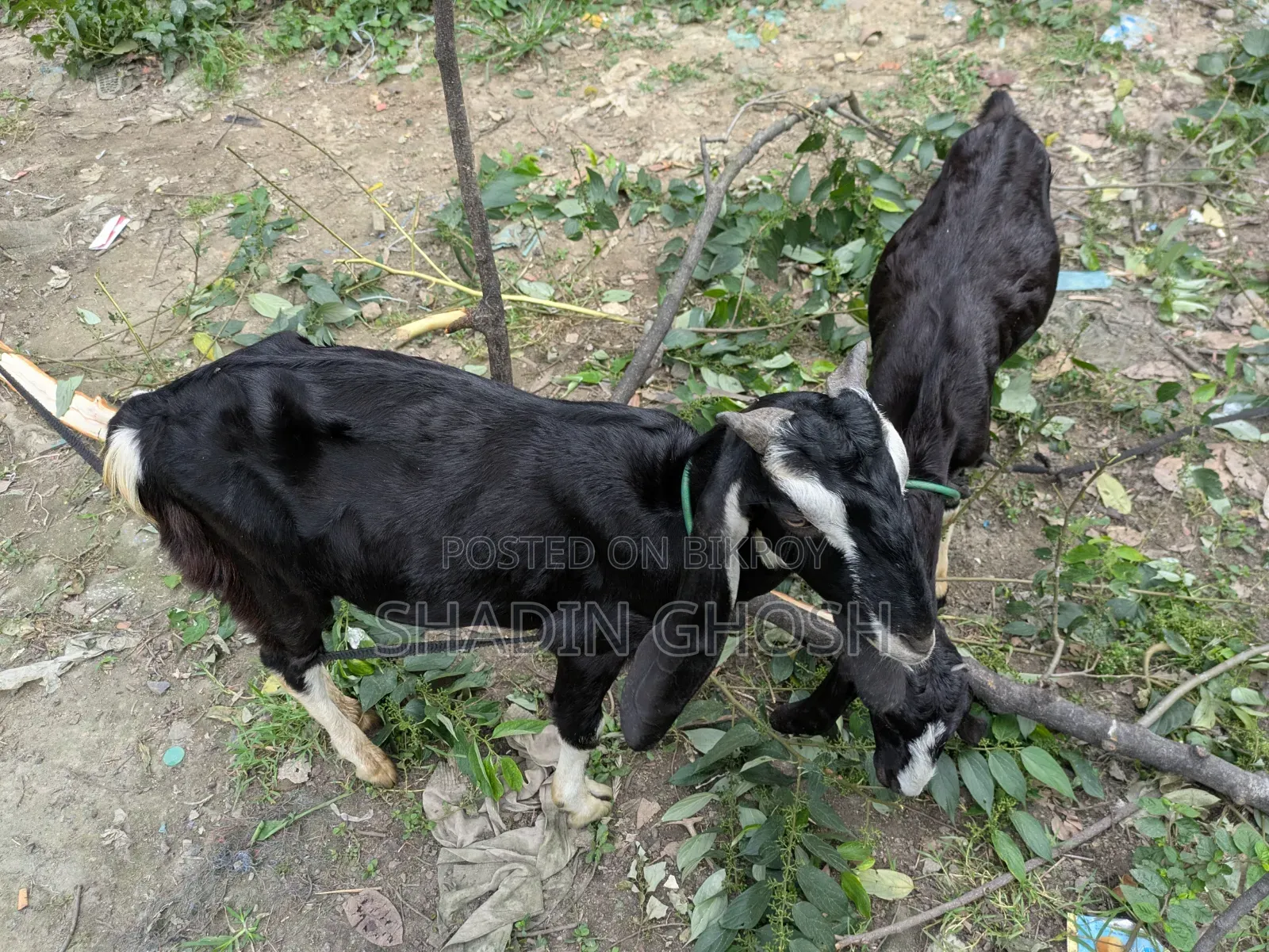 2 Goats for Sale