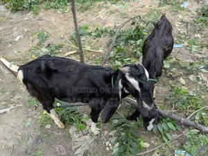 2 Goats for Sale