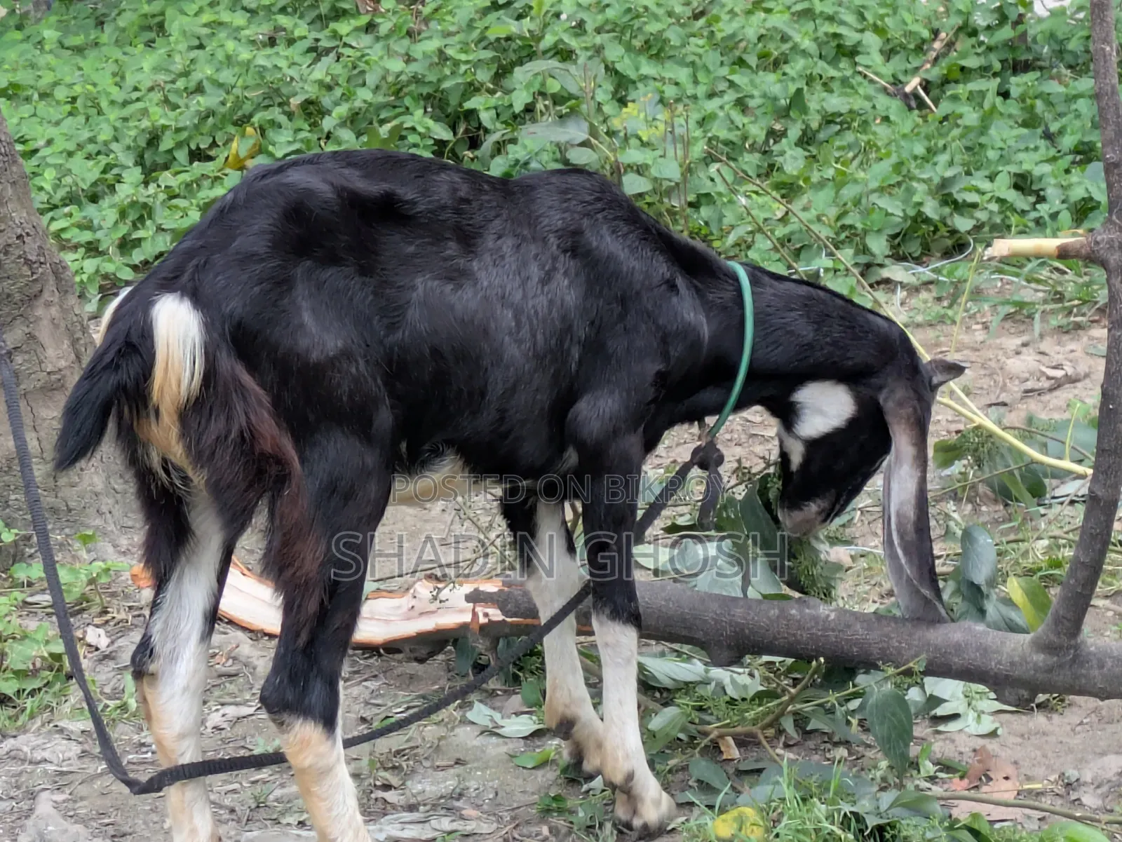 2 Goats for Sale