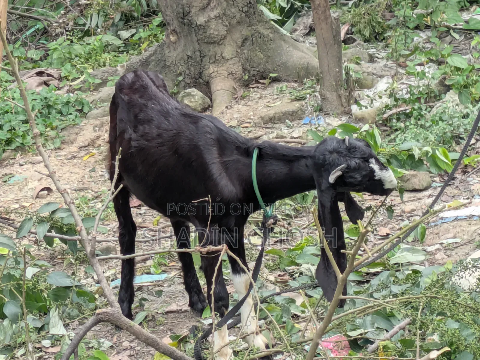 2 Goats for Sale