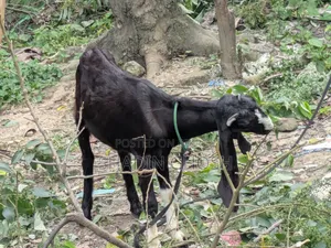 2 Goats for Sale
