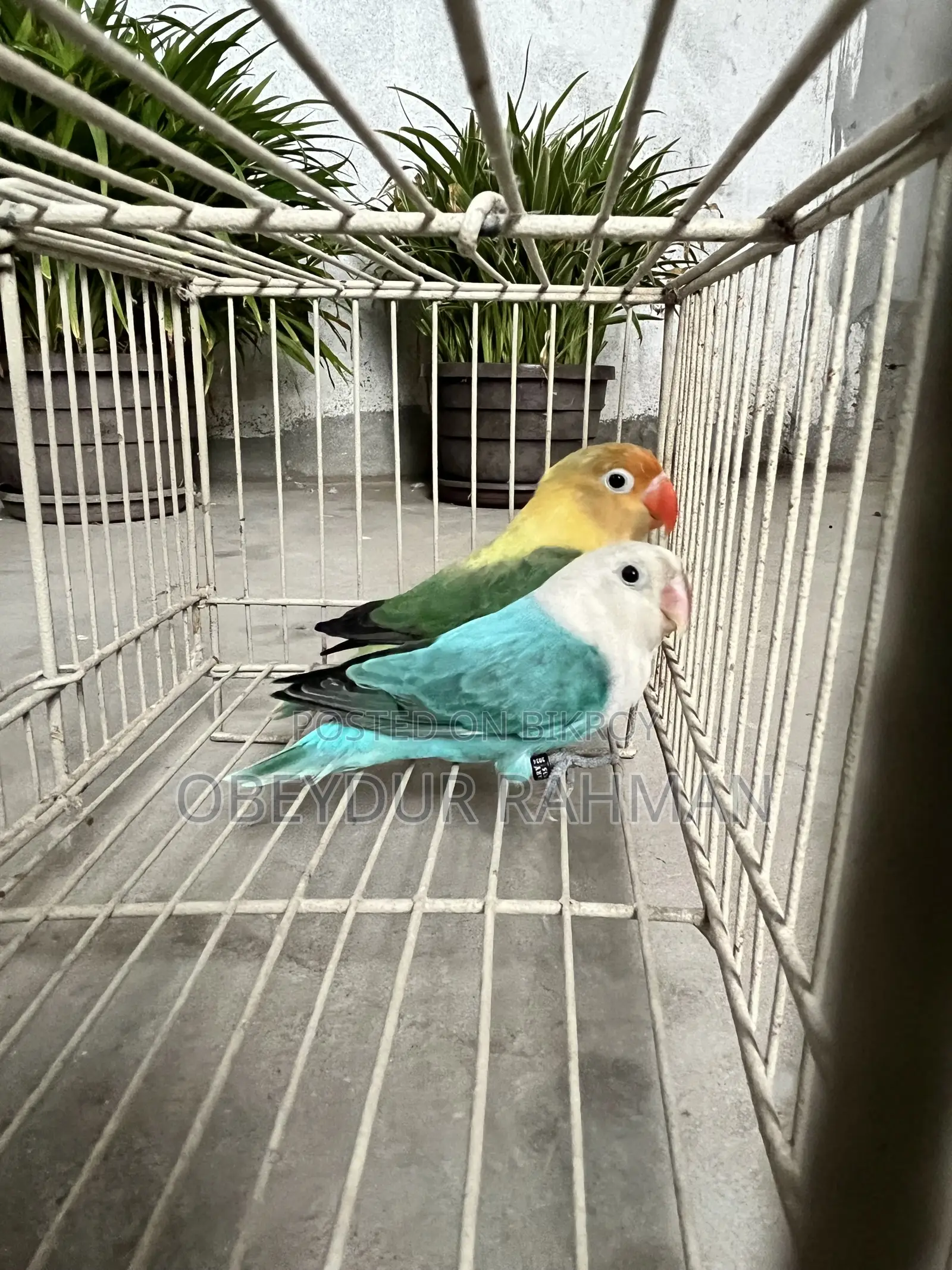 ব্রিডিং ডিএনএ কনফার্ম লাভ বার্ড