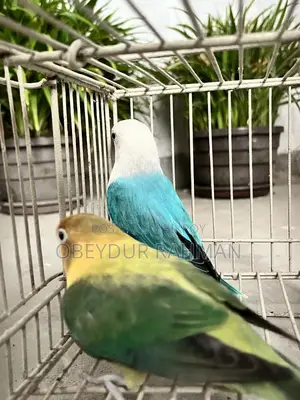 ব্রিডিং ডিএনএ কনফার্ম লাভ বার্ড