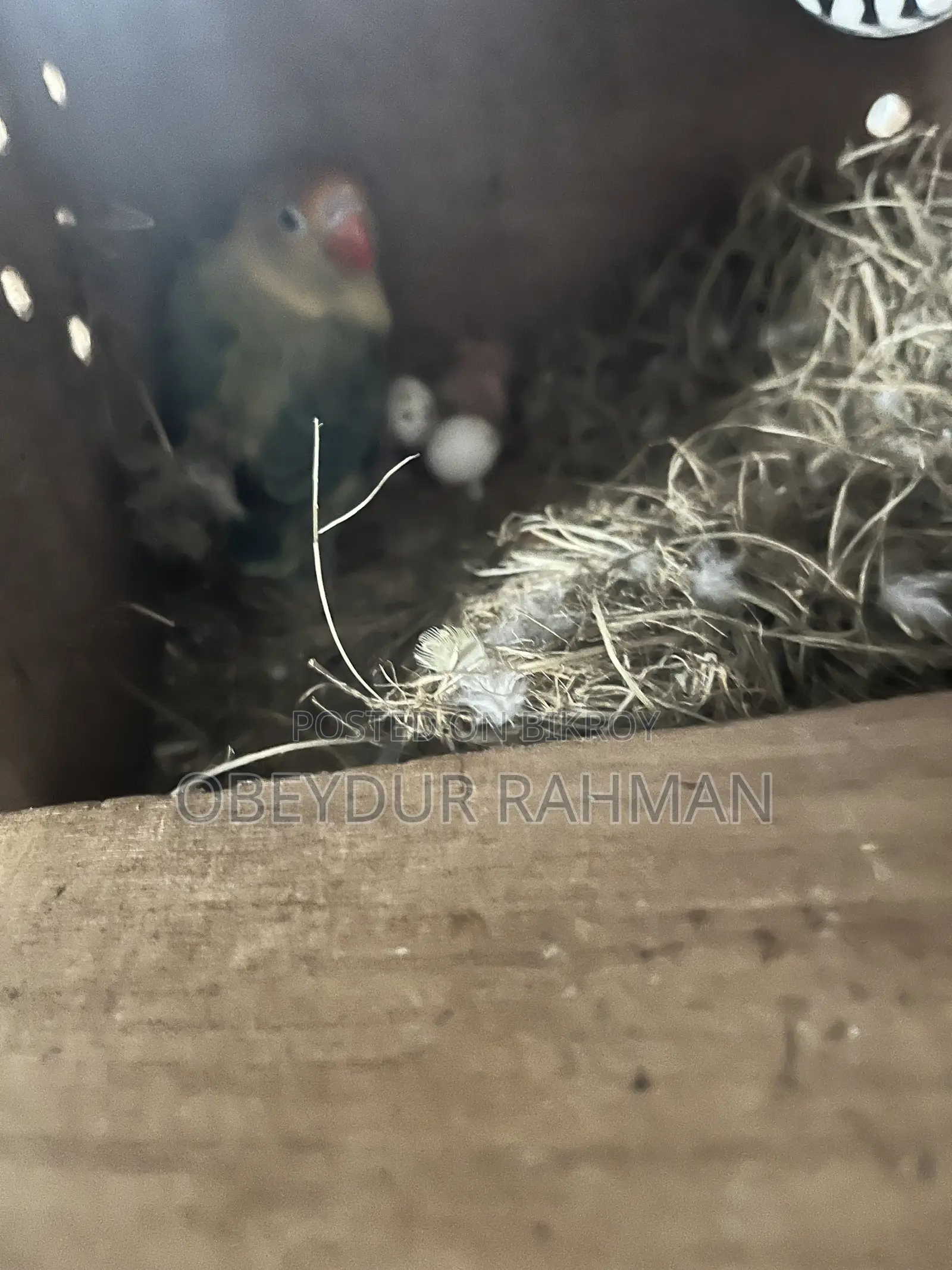 ব্রিডিং ডিএনএ কনফার্ম লাভ বার্ড
