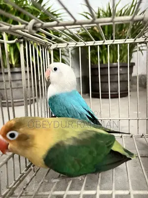 ব্রিডিং ডিএনএ কনফার্ম লাভ বার্ড