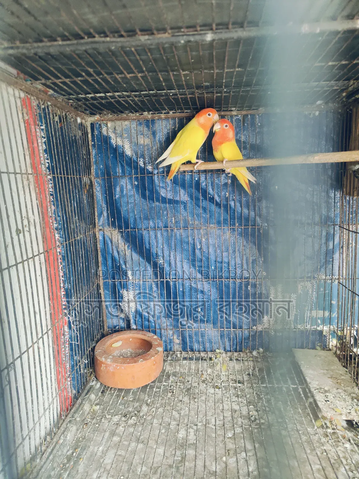 নন রিং লুটিনো রেড হেড Breeding পেয়ার
