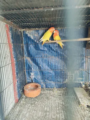 নন রিং লুটিনো রেড হেড Breeding পেয়ার