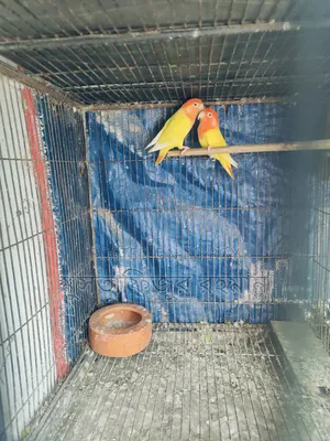 নন রিং লুটিনো রেড হেড Breeding পেয়ার