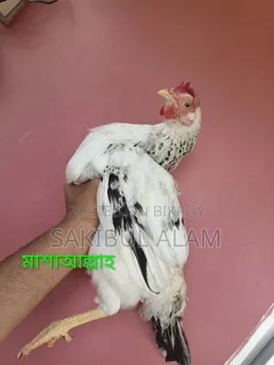 Hill Rooster and Hen