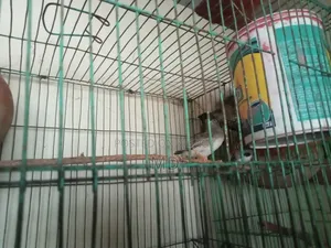 জাবা পাখির রানী