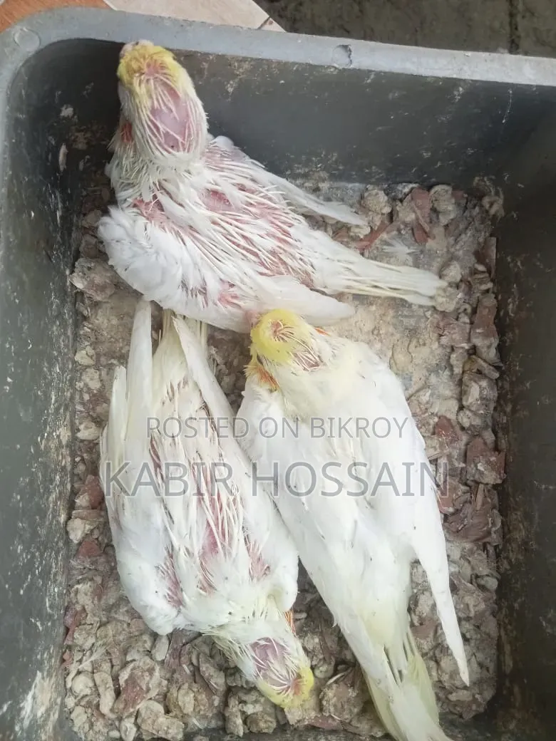 ককাটেল টেম হ্যান্ড ফিডিং বেবি