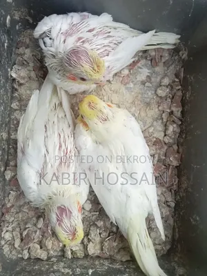 ককাটেল টেম হ্যান্ড ফিডিং বেবি