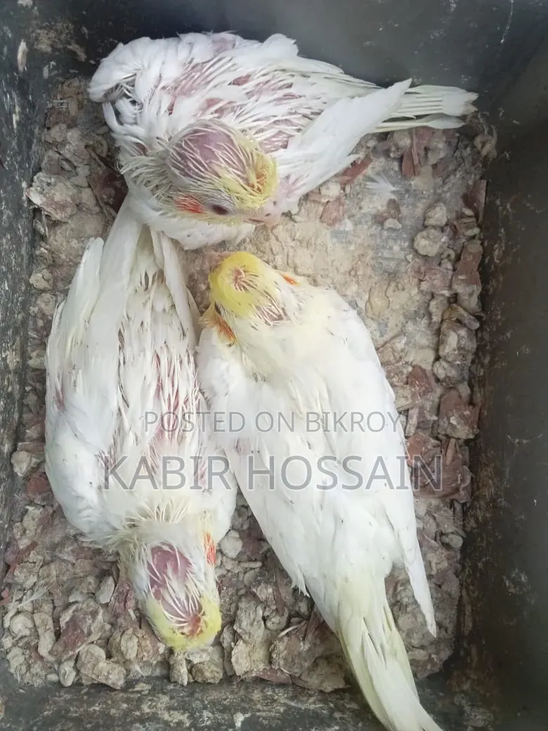 ককাটেল টেম হ্যান্ড ফিডিং বেবি