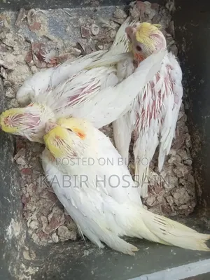 ককাটেল টেম হ্যান্ড ফিডিং বেবি
