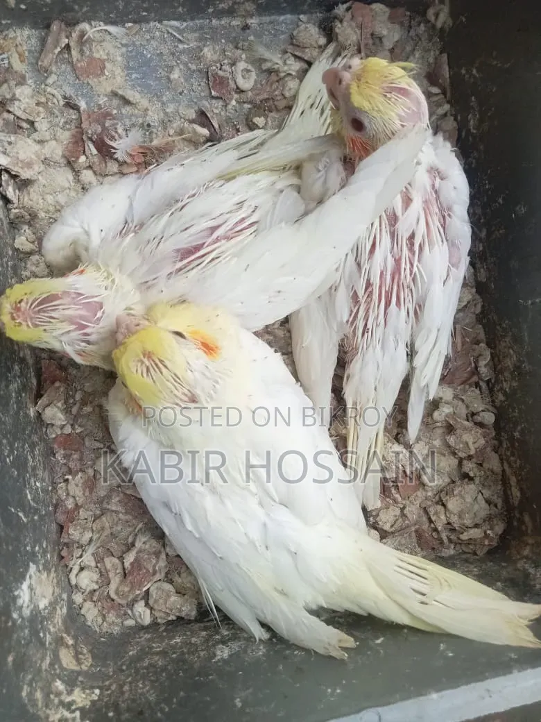 ককাটেল টেম হ্যান্ড ফিডিং বেবি