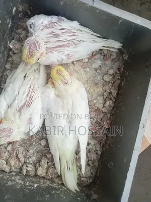 ককাটেল টেম হ্যান্ড ফিডিং বেবি