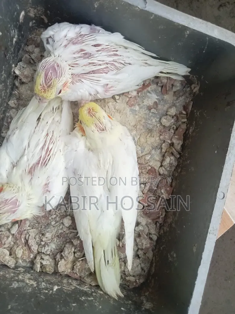 ককাটেল টেম হ্যান্ড ফিডিং বেবি