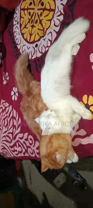 6-12 months Male Purebred Persian
