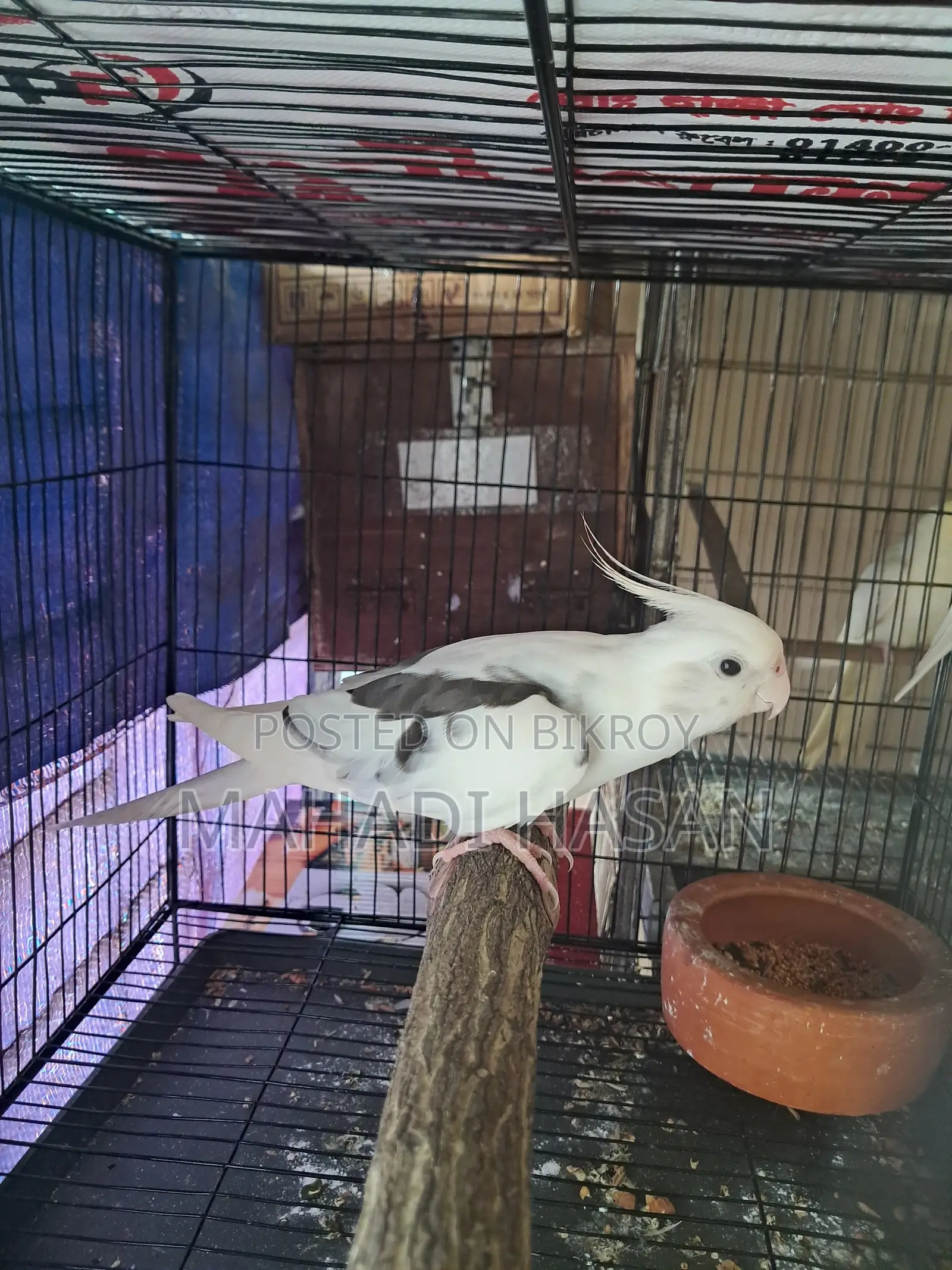 অ্যালবিনো পাইড মেল বার্ড