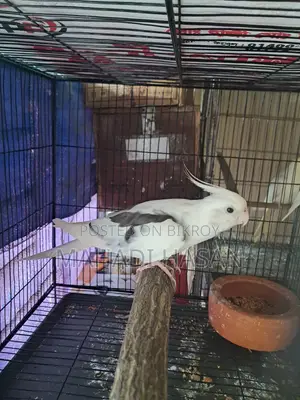 অ্যালবিনো পাইড মেল বার্ড