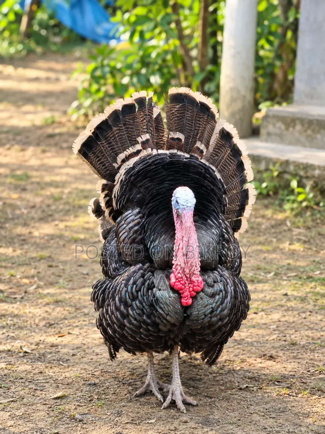 Turkey Chicken for Sale