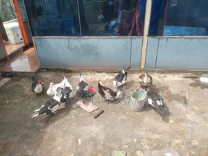Running Muscovy Duck