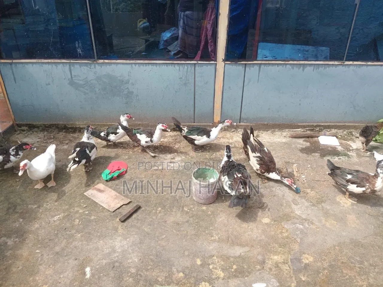 Running Muscovy Duck