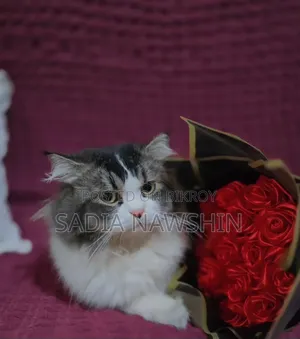 1+ year Male Purebred Persian