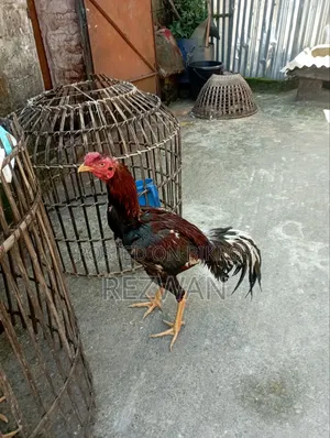 Sylhet Bagbari