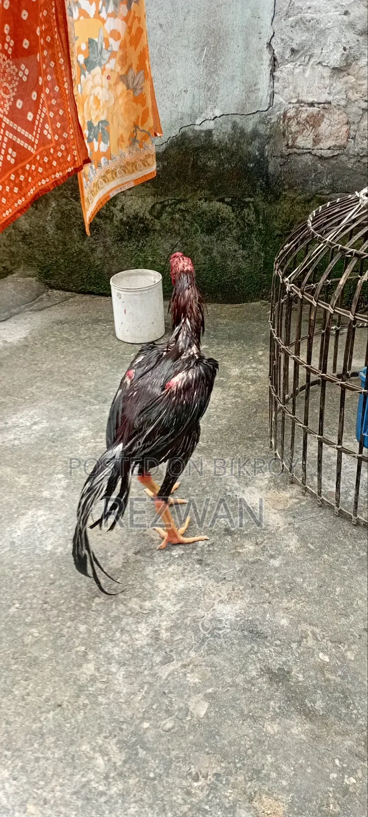Sylhet Bagbari