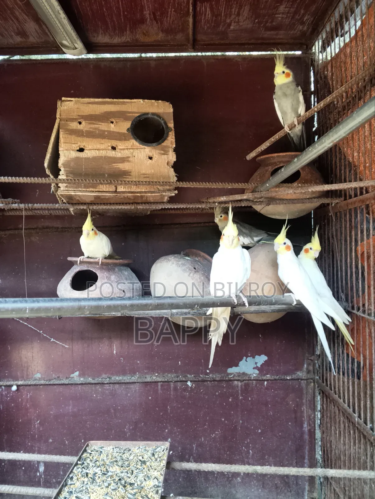 ককাটেল ৩ জোড়া মাস্টার পেয়ার বিক্রি