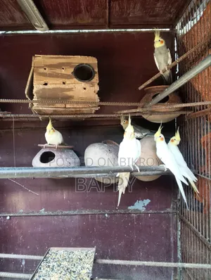 ককাটেল ৩ জোড়া মাস্টার পেয়ার বিক্রি
