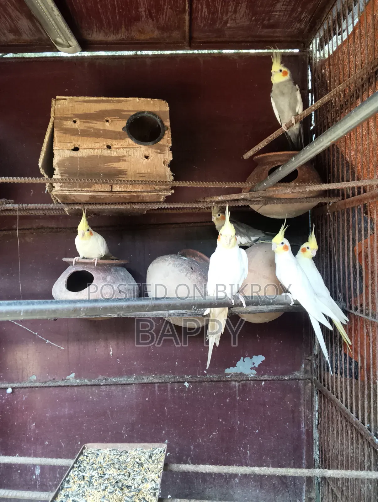 ককাটেল ৩ জোড়া মাস্টার পেয়ার বিক্রি