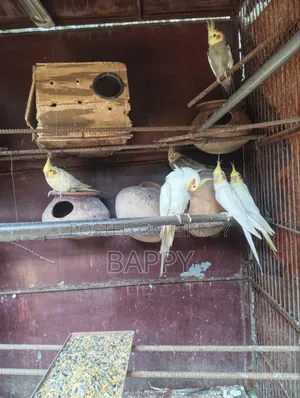 ককাটেল ৩ জোড়া মাস্টার পেয়ার বিক্রি
