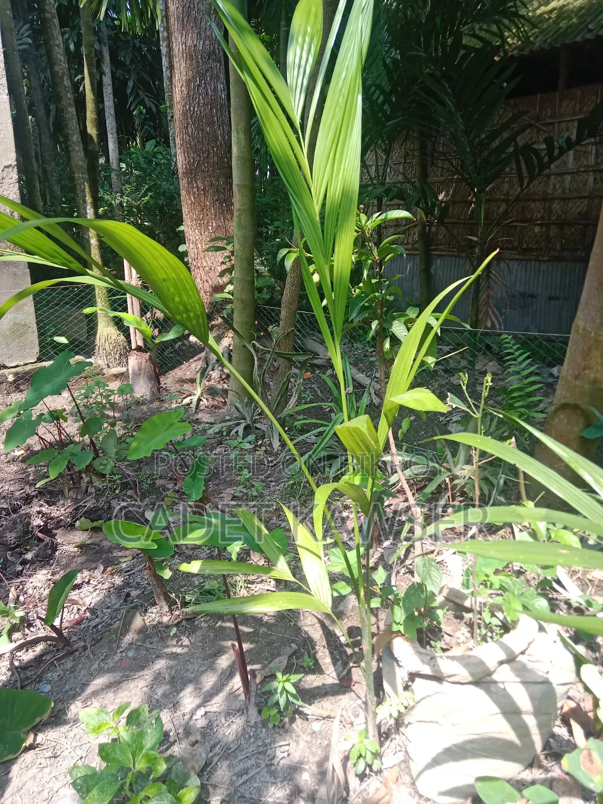 Good quality betel nut seedlings for sale.