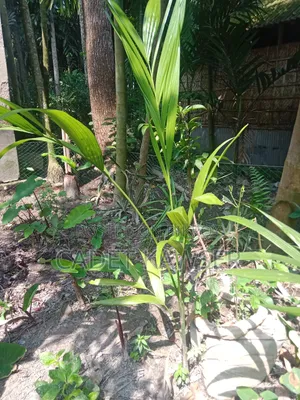 Good quality betel nut seedlings for sale.
