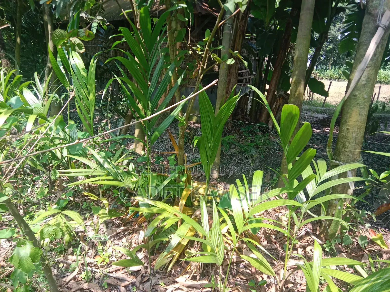 Good quality betel nut seedlings for sale.
