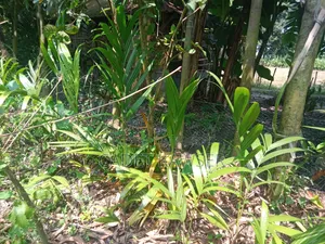Good quality betel nut seedlings for sale.