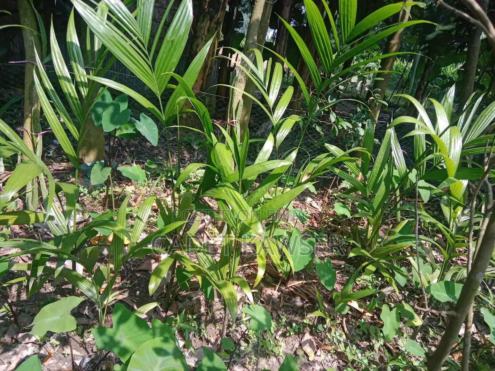 Good quality betel nut seedlings for sale.