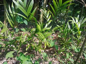 Good quality betel nut seedlings for sale.