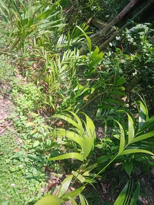 Good quality betel nut seedlings for sale.