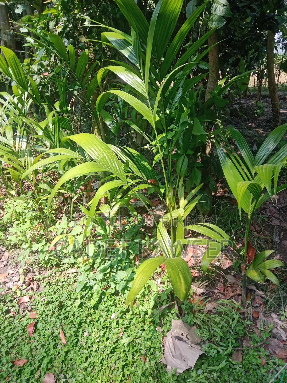 Good quality betel nut seedlings for sale.