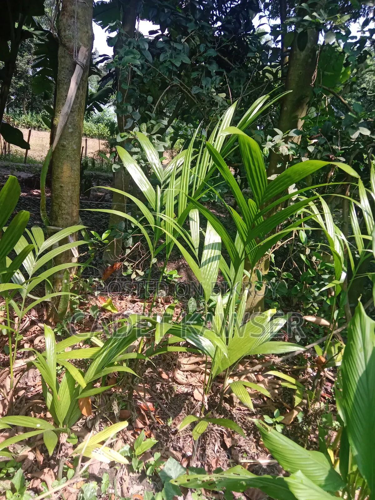 Good quality betel nut seedlings for sale.