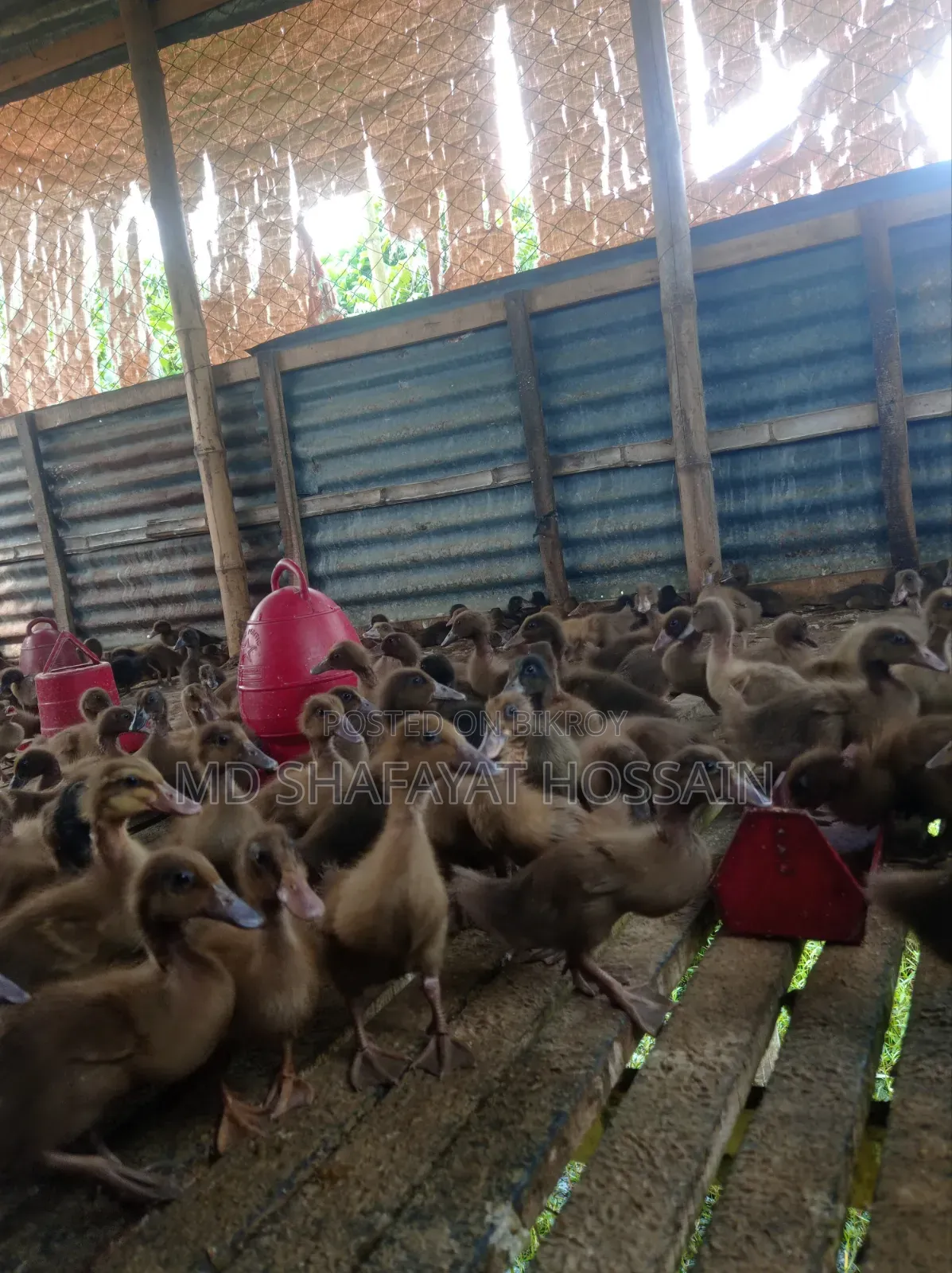 Khaki Campbell A-Grade Ducklings